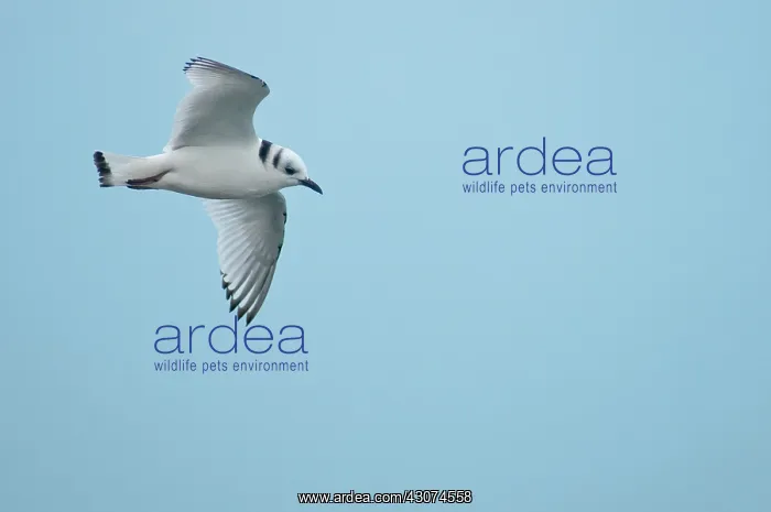 : Black-legged Kittiwake : Black-legged Kittiwake