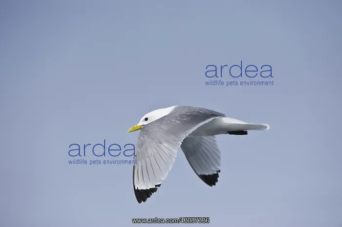 : Black-legged Kittiwake : Black-legged Kittiwake