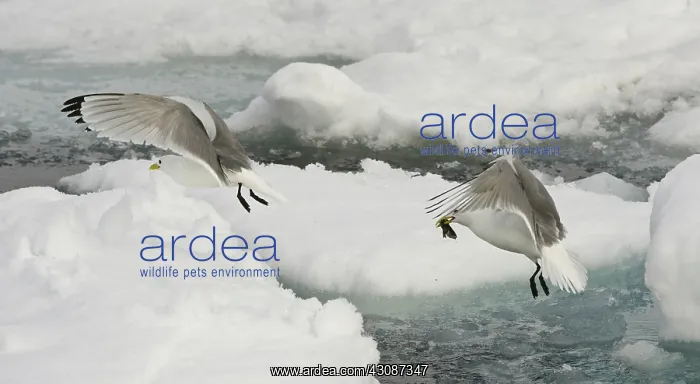 : Black-legged Kittiwake : Black-legged Kittiwake