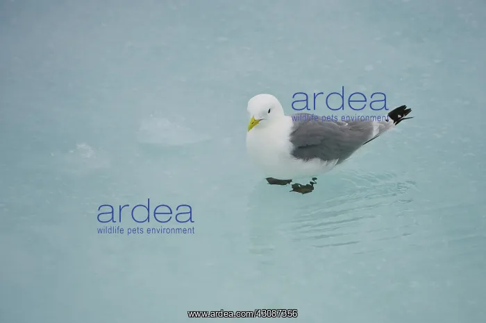 : Black-legged Kittiwake : Black-legged Kittiwake