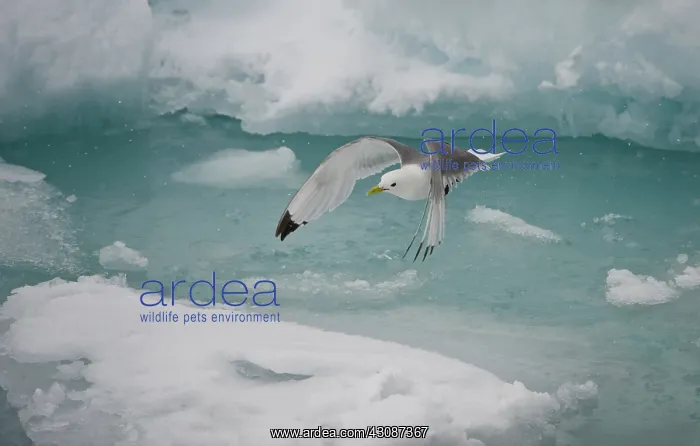 : Black-legged Kittiwake : Black-legged Kittiwake