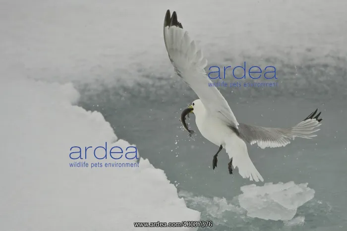 : Black-legged Kittiwake : Black-legged Kittiwake