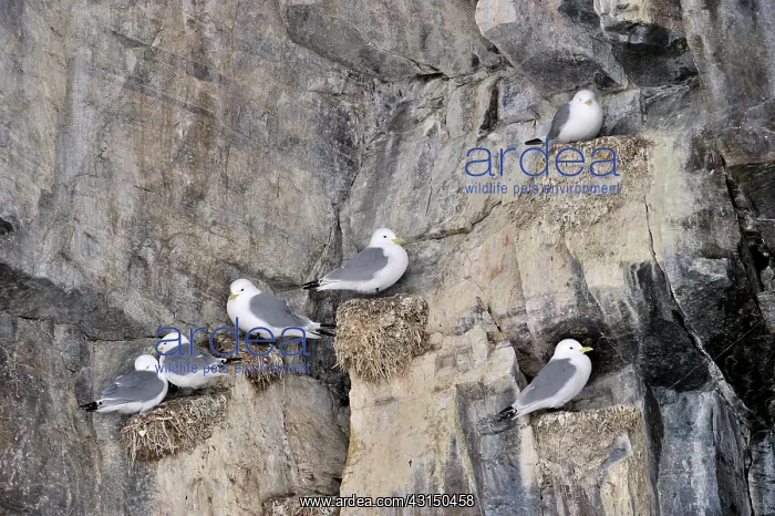 : Black-legged Kittiwake : Black-legged Kittiwake