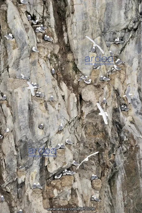 : Black-legged Kittiwake : Black-legged Kittiwake