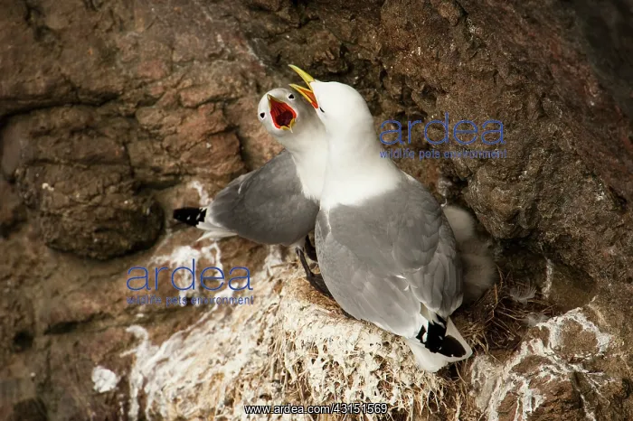 : Black-legged Kittiwake : Black-legged Kittiwake