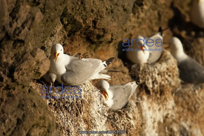 : Black-legged Kittiwake : Black-legged Kittiwake