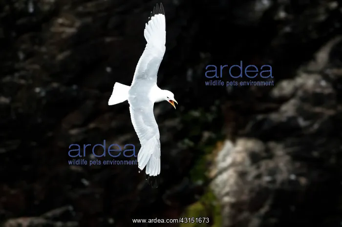 : Black-legged Kittiwake : Black-legged Kittiwake