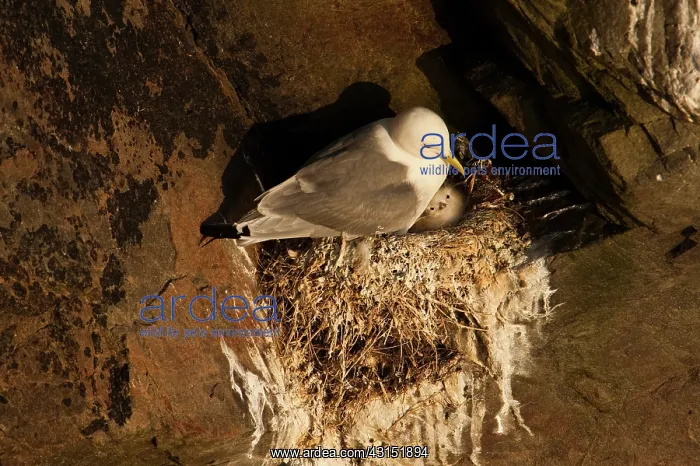 : Black-legged Kittiwake : Black-legged Kittiwake