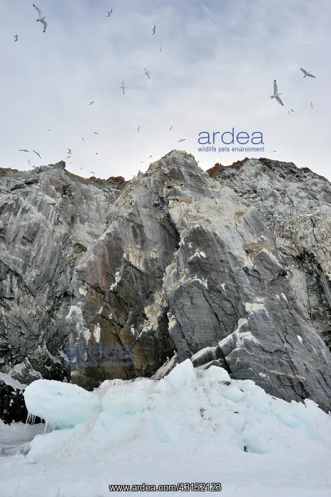 : Black-legged Kittiwake : Black-legged Kittiwake