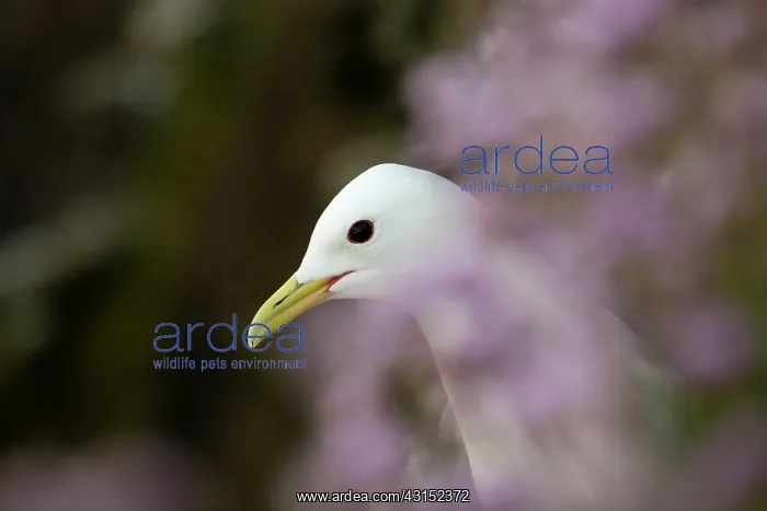  : Black-legged Kittiwake