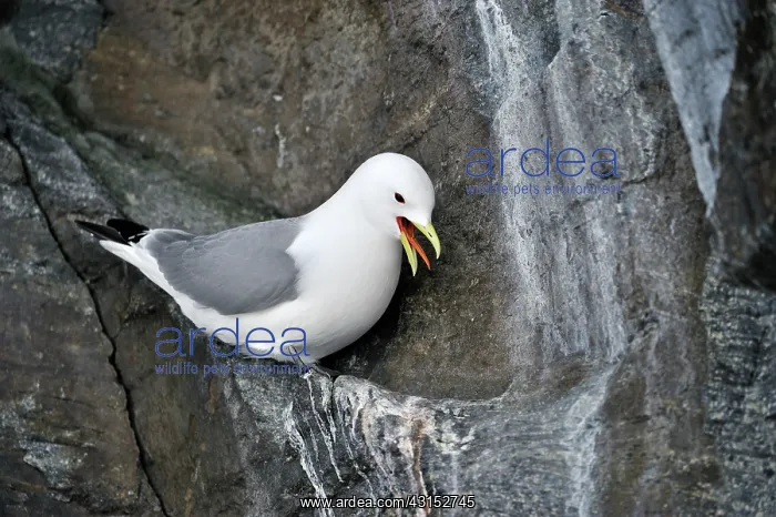 : Black-legged Kittiwake : Black-legged Kittiwake