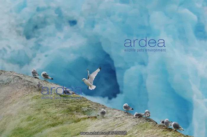 : Black-legged Kittiwake : Black-legged Kittiwake