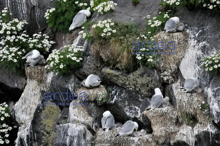: Black-legged Kittiwake : Black-legged Kittiwake
