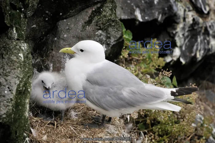 : Black-legged Kittiwake : Black-legged Kittiwake