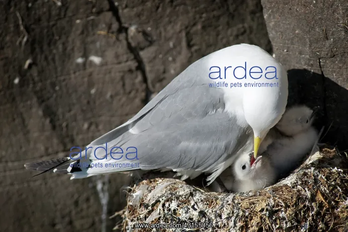 : Black-legged Kittiwake : Black-legged Kittiwake