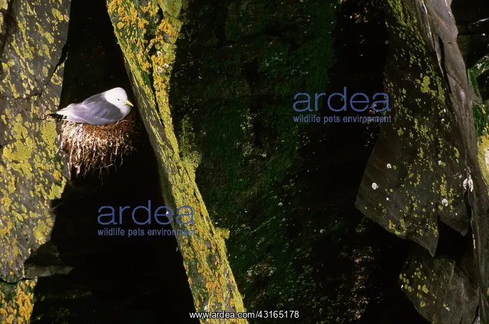  : Black-Legged Kittiwake