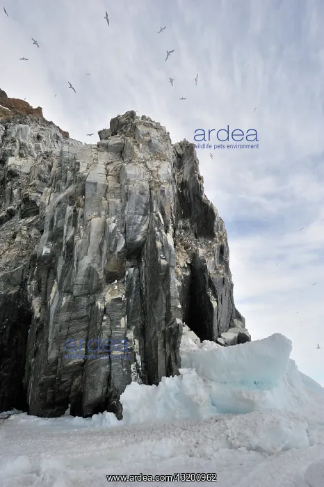 : Black-legged Kittiwake : Black-legged Kittiwake