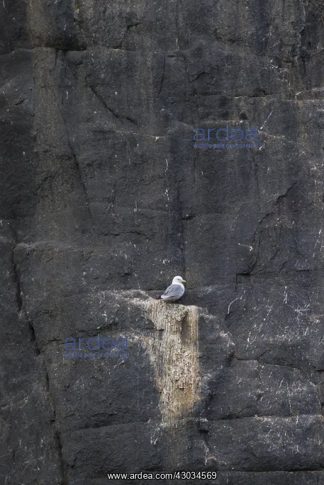 : Black-legged Kittiwake - adult bird on breeding : Black-legged Kittiwake - adult bird on breeding