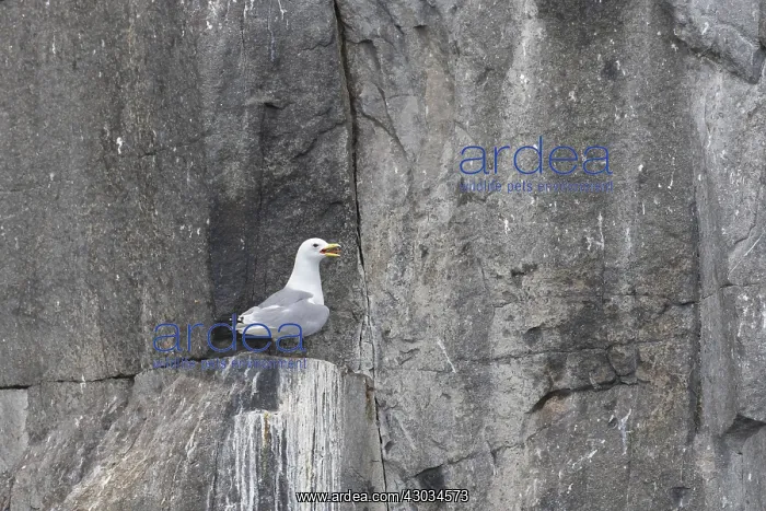 : Black-legged Kittiwake - adult bird on breeding : Black-legged Kittiwake - adult bird on breeding