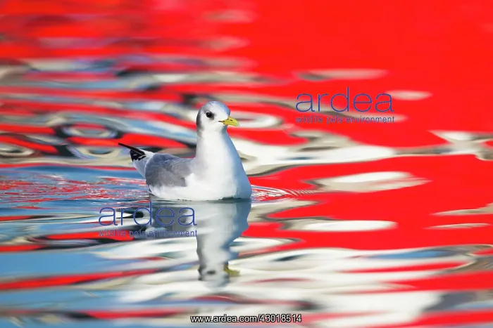: Black-legged Kittiwake adult on water (red reflection : Black-legged Kittiwake adult on water (red reflection