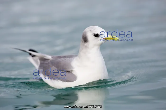  : Black-legged Kittiwake adult on water in winter