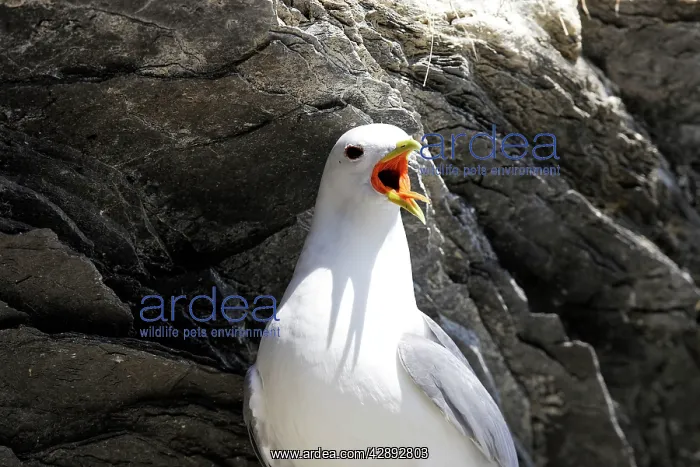: Black-legged Kittiwake - calling : Black-legged Kittiwake - calling