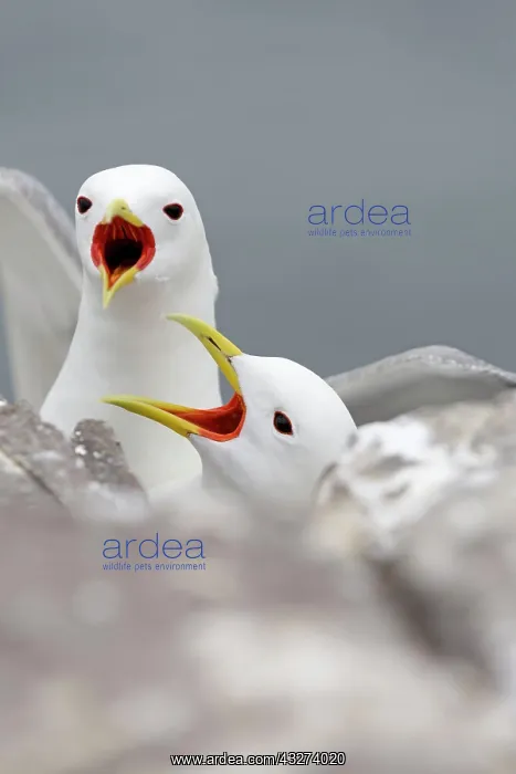 : Black-Legged Kittiwake - calling : Black-Legged Kittiwake - calling