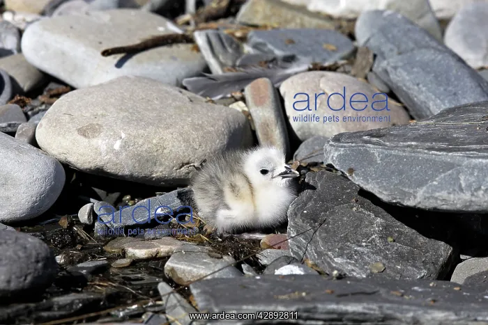 : Black-legged Kittiwake - chick : Black-legged Kittiwake - chick