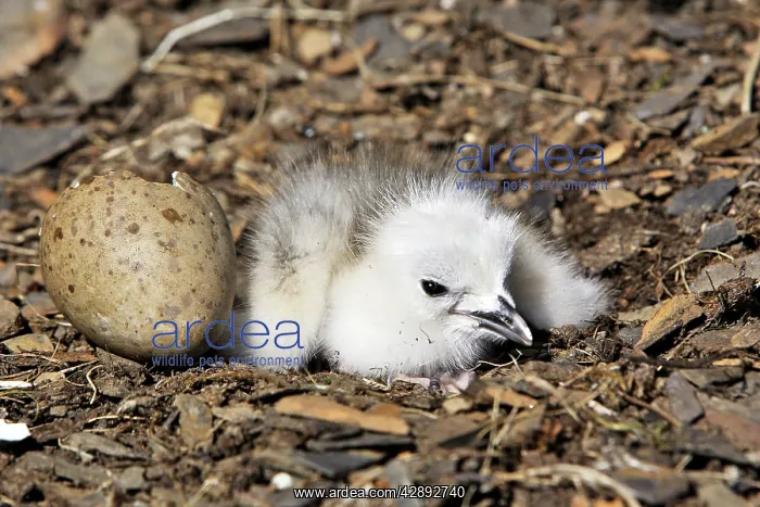 : Black-legged Kittiwake - chick at nest next to egg : Black-legged Kittiwake - chick at nest next to egg