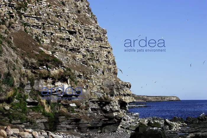  : Black-legged Kittiwake - colony nesting on cliff edge