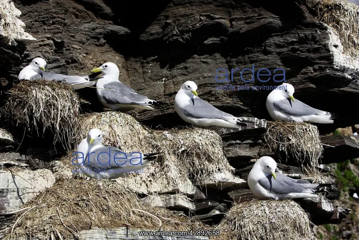 : Black-legged Kittiwake - colony nesting on cliff edge : Black-legged Kittiwake - colony nesting on cliff edge