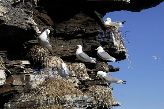 : Black-legged Kittiwake - colony nesting on cliff edge : Black-legged Kittiwake - colony nesting on cliff edge