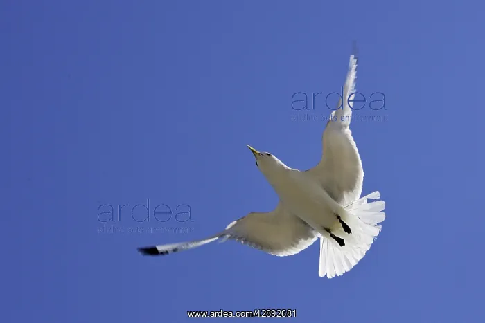 : Black-legged Kittiwake - in flight : Black-legged Kittiwake - in flight