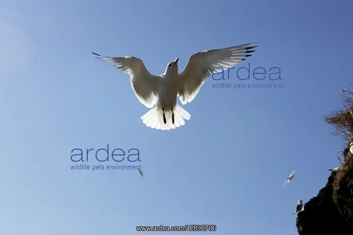: Black-legged Kittiwake - in flight : Black-legged Kittiwake - in flight