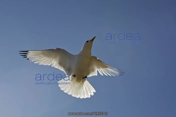 : Black-legged Kittiwake - in flight : Black-legged Kittiwake - in flight