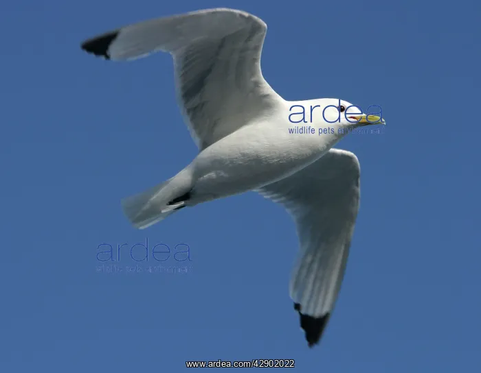 : Black-legged Kittiwake - in flight : Black-legged Kittiwake - in flight