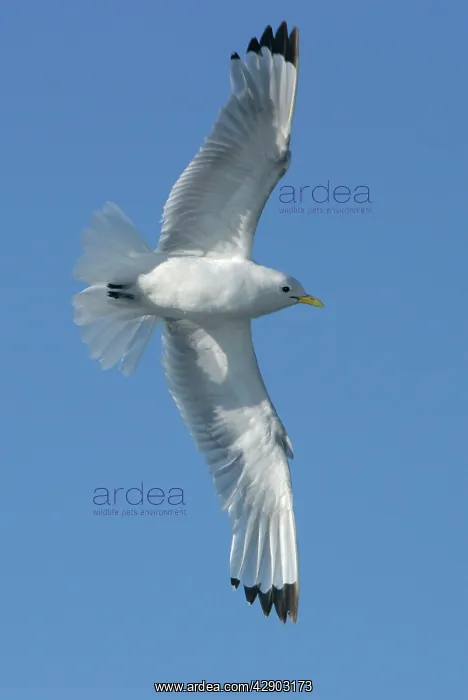 : Black-legged Kittiwake - in flight : Black-legged Kittiwake - in flight