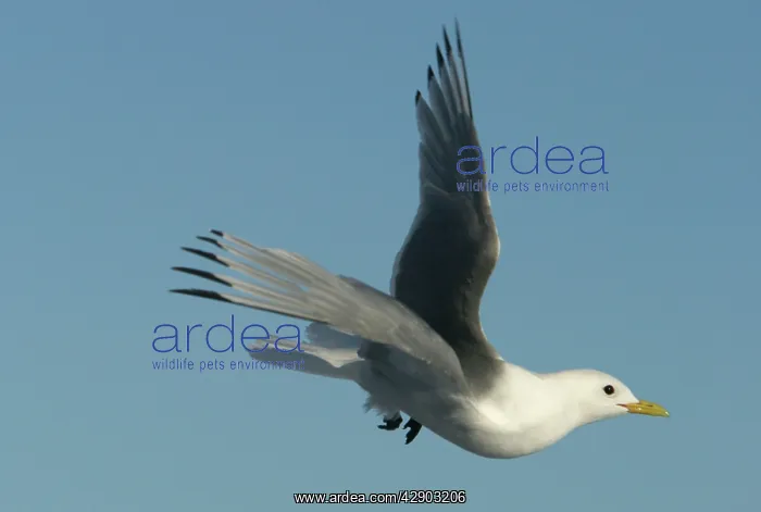 : Black-legged Kittiwake - in flight : Black-legged Kittiwake - in flight