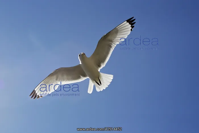 : Black-legged Kittiwake - in flight : Black-legged Kittiwake - in flight