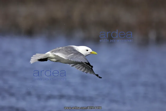 : Black-legged Kittiwake - in flight : Black-legged Kittiwake - in flight