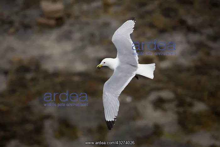 : Black-Legged Kittiwake - in flight : Black-Legged Kittiwake - in flight