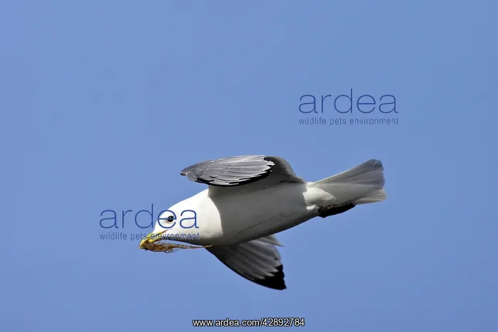 : Black-legged Kittiwake - in flight with seaweed in beak : Black-legged Kittiwake - in flight with seaweed in beak