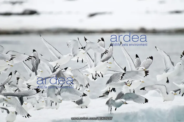: Black-legged Kittiwake - Flock in flight : Black-legged Kittiwake - Flock in flight
