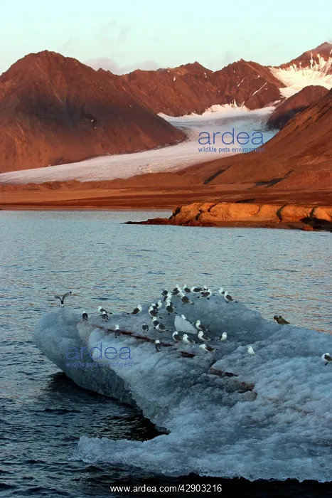 : Black-legged Kittiwake flock - on ice floe. Glacier : Black-legged Kittiwake flock - on ice floe. Glacier