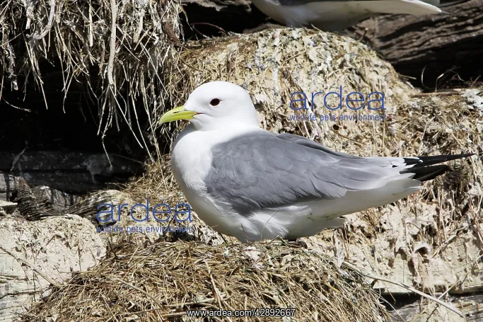 : Black-legged Kittiwake - at nest : Black-legged Kittiwake - at nest