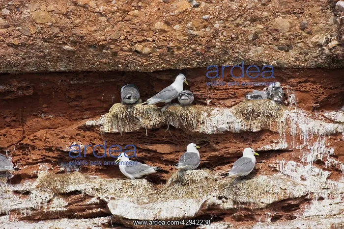 : Black-legged Kittiwake - at nest : Black-legged Kittiwake - at nest