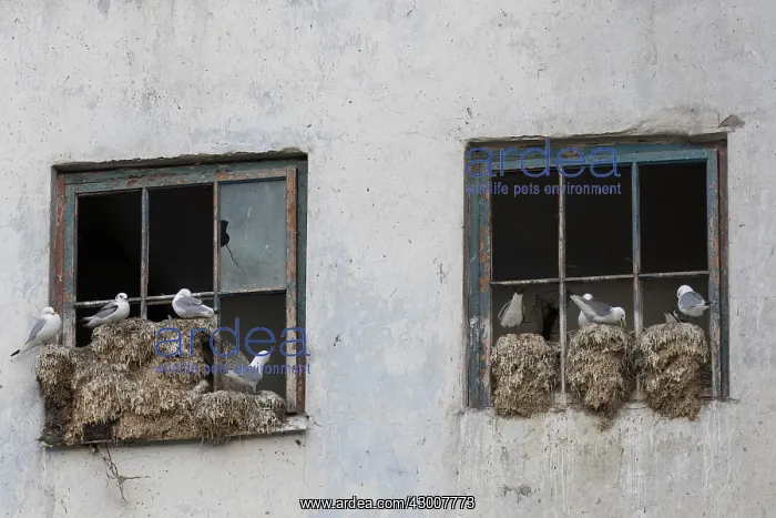  : Black-legged Kittiwake - nesting on a window