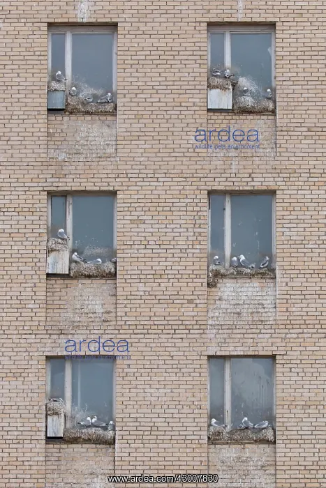 : Black-legged Kittiwake - nesting on a window : Black-legged Kittiwake - nesting on a window