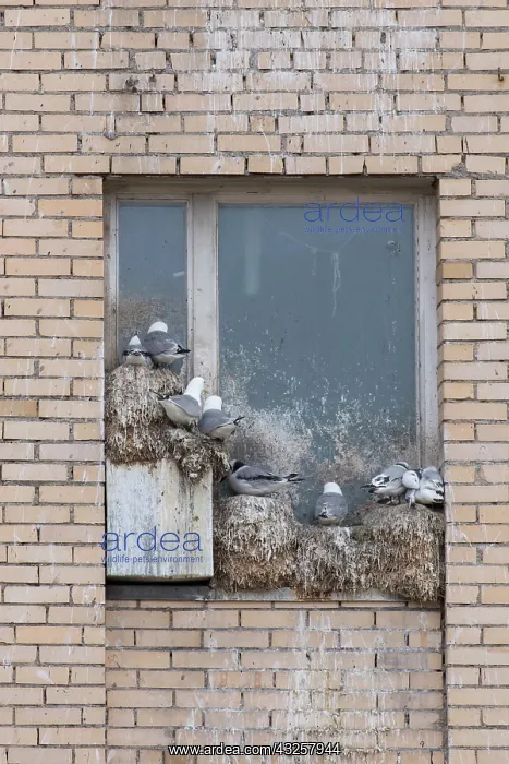 : Black-legged Kittiwake - nesting on a window : Black-legged Kittiwake - nesting on a window