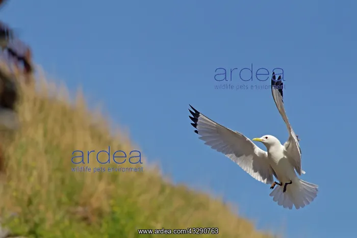  : Black-legged Kittiwake (Rissa tridactyla) adult